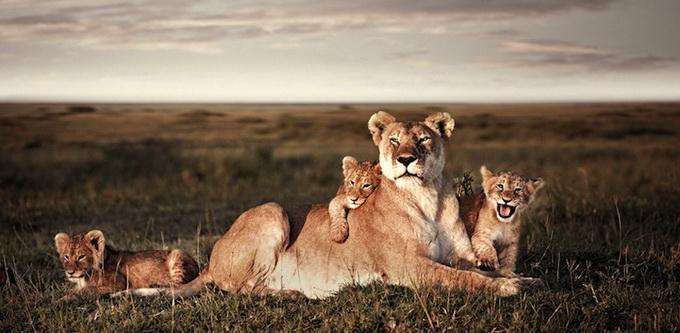 Wildlife Photography by Klaus Tiedge Klaus Tiedge Wildlife Photography by Klaus Tiedge