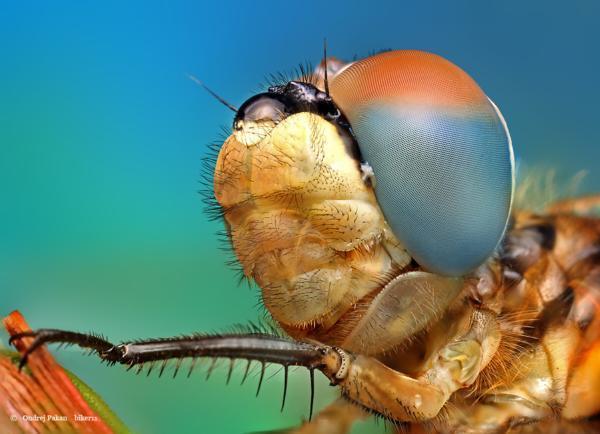Insect Photography by Ondrej Pakan Ondrej Pakan Insect Photography by Ondrej Pakan