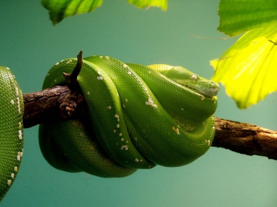 ani 2 Beautiful Animal Photography