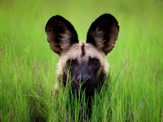 ani 3 Beautiful Animal Photography