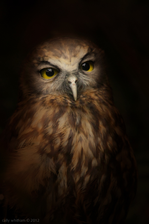 bird 1 Native & Endemic by Cally Whitham