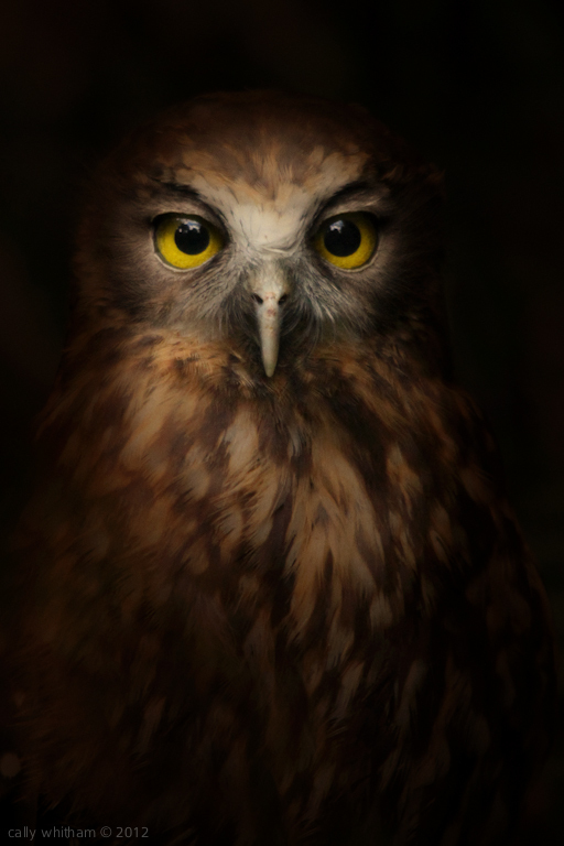 bird 2 Native & Endemic by Cally Whitham