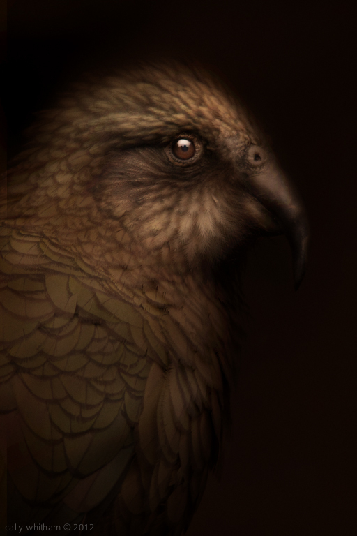 bird 3 Native & Endemic by Cally Whitham