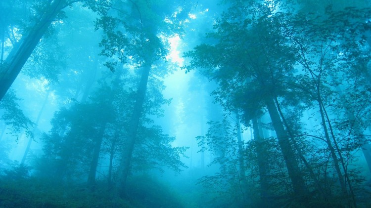 blue forest blue forest 750x421 Scenic HD Wallpapers of the Week