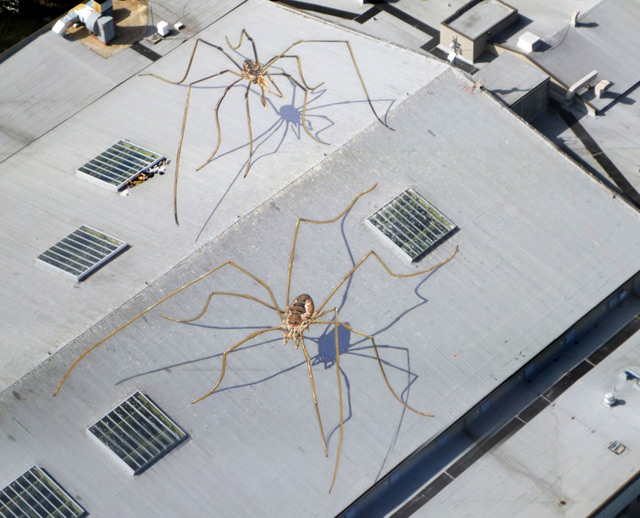 Daddy Long Legs Overtake the Seattle Center Armory daddy 1 Daddy Long Legs Overtake the Seattle Center Armory