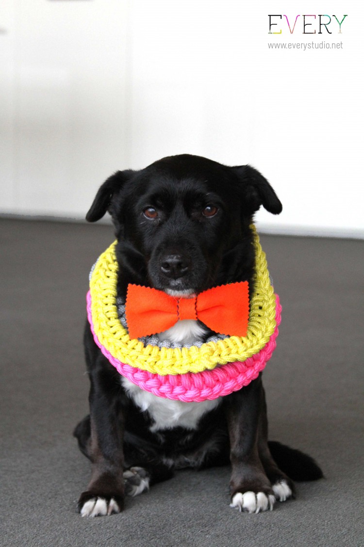 We design EVERYthing!! every photo dog with the lot 750x1125 We design EVERYthing!!