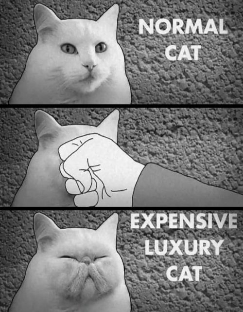 Want a most expensive cat? expensive cat Want a most expensive cat?