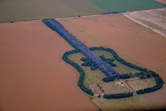 forest guitar 02 Forest in Shape of a Guitar in Argentina 
