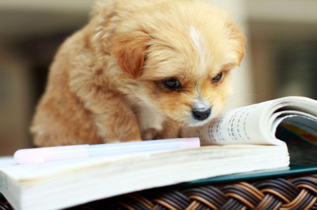 Animals too Gains Knowledge funny animals that are hungry for knowledge 640 06 Animals too Gains Knowledge