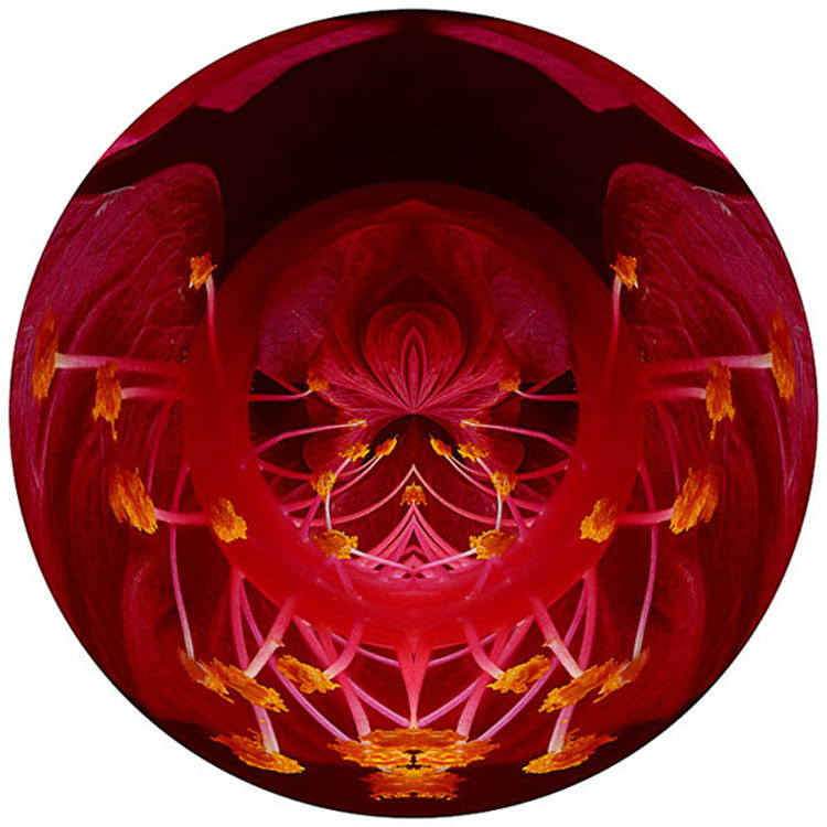 hibiscus4a Photography by Gregory Miller Hard