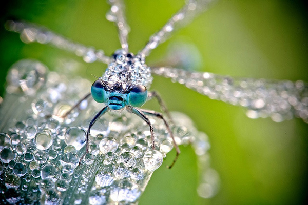 Close Up Photos of Insects Covered in Water Droplets Close Up Photos of Insects Covered in Water Droplets