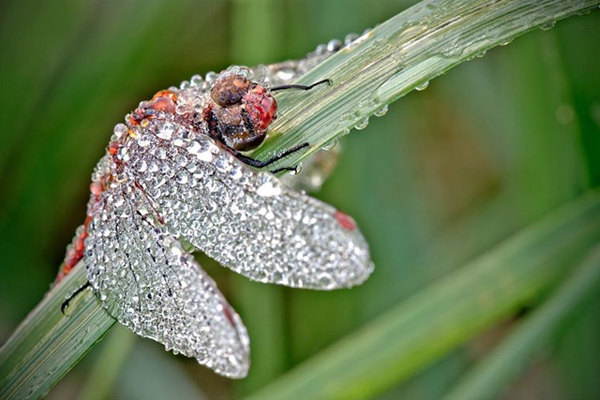 Close Up Photos of Insects Covered in Water Droplets Close Up Photos of Insects Covered in Water Droplets