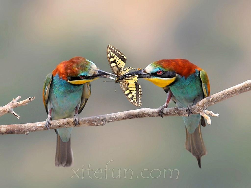 Beautiful Birds Pictures