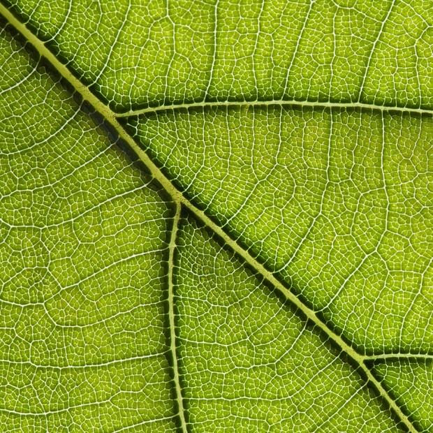 Patterns in Nature pat 1 Patterns in Nature