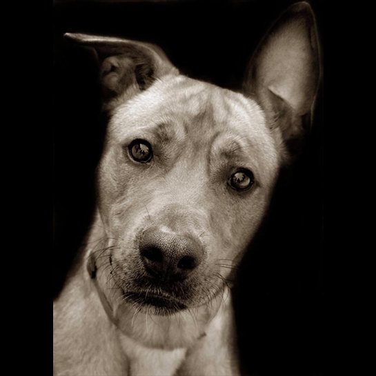 Shelter Dogs by Traer Scott sh 11 Shelter Dogs by Traer Scott