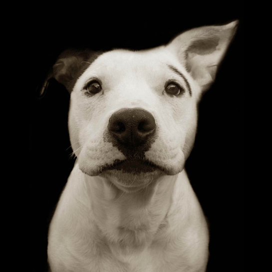 Shelter Dogs by Traer Scott sh 21 Shelter Dogs by Traer Scott