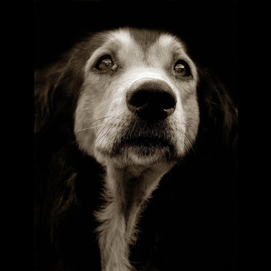 Shelter Dogs by Traer Scott sh 31 Shelter Dogs by Traer Scott