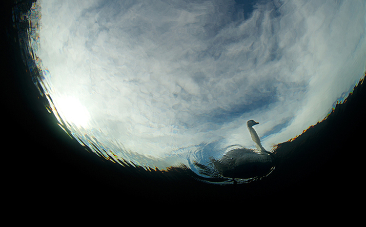 swan2 Photography by Victor Lyagushkin