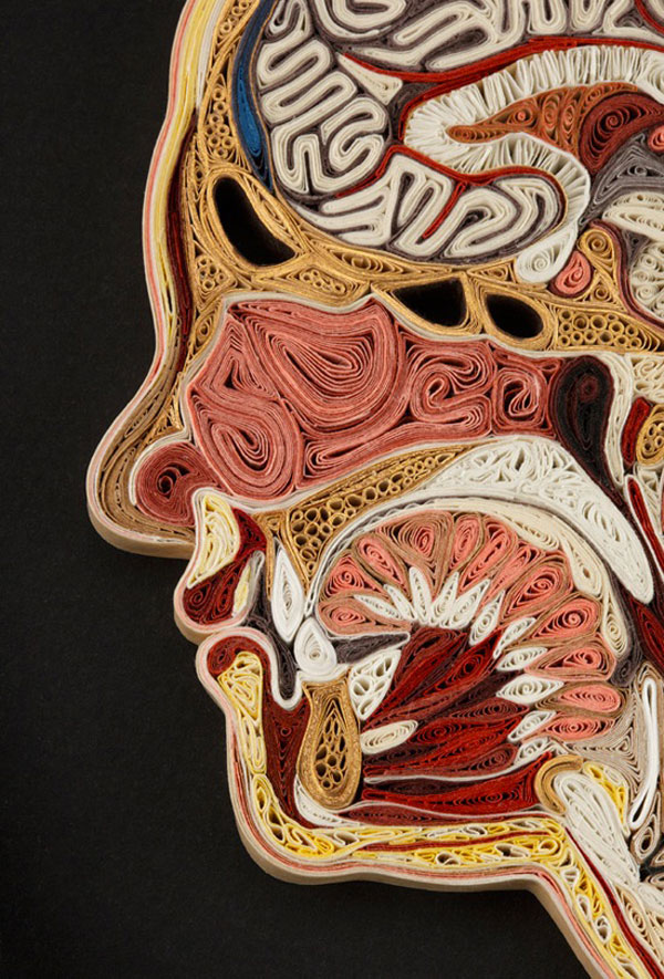  Anatomical Cross Sections Made With Tissue Paper