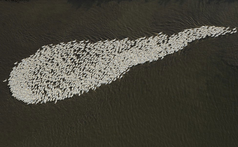 Photo of the Day: A Flock of Geese 1125 Photo of the Day: A Flock of Geese