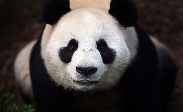 Hooray for Jia Jia 1205 Hooray for Jia Jia