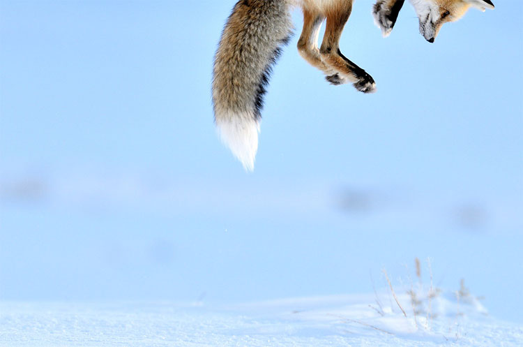 1231 The Veolia Environnement Wildlife Photographer of the Year Competition
