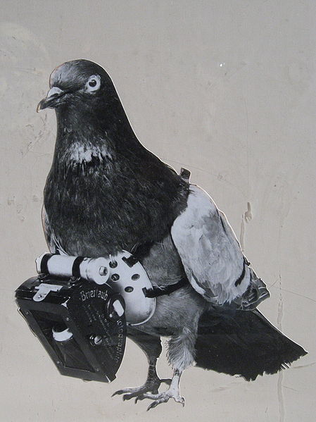 Miniature Pigeon Camera Photographs World from Above in 1908 449px Dr Julius Neubronner patented a miniature pigeon camera activated by a timing mechanism 1903 Miniature Pigeon Camera Photographs World from Above in 1908