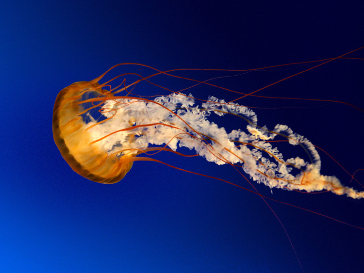 30+ Beautiful Jellyfish Pictures 539063 30+ Beautiful Jellyfish Pictures