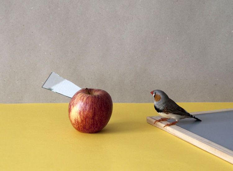 70 bird with apple Photography by Csilla Klenyanszki
