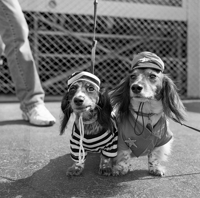 Dogs in Creepy Halloween Costumes Dog in Halloween Costume 1 Dogs in Creepy Halloween Costumes