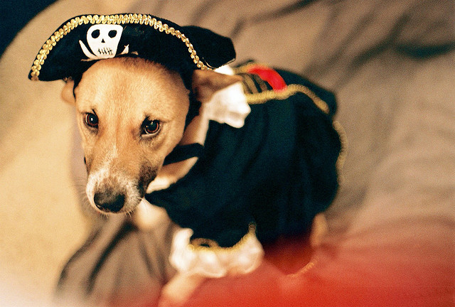 Dogs in Creepy Halloween Costumes Dog in Halloween Costume 3 Dogs in Creepy Halloween Costumes