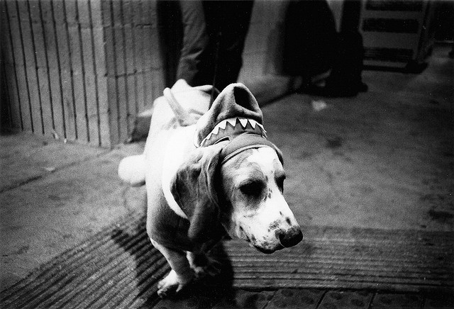 Dogs in Creepy Halloween Costumes Dog in Halloween Costume 8 Dogs in Creepy Halloween Costumes