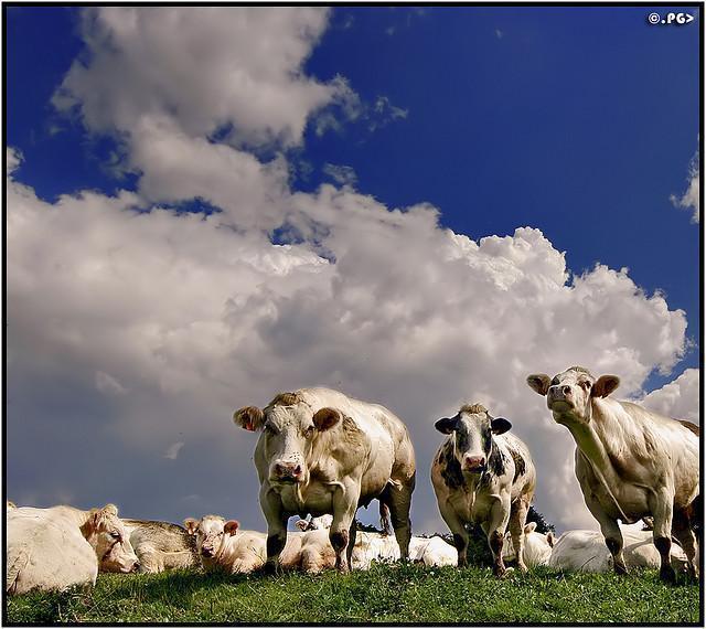 Animals Photography by Edgar Thissen Edgar Thissen Animals Photography by Edgar Thissen