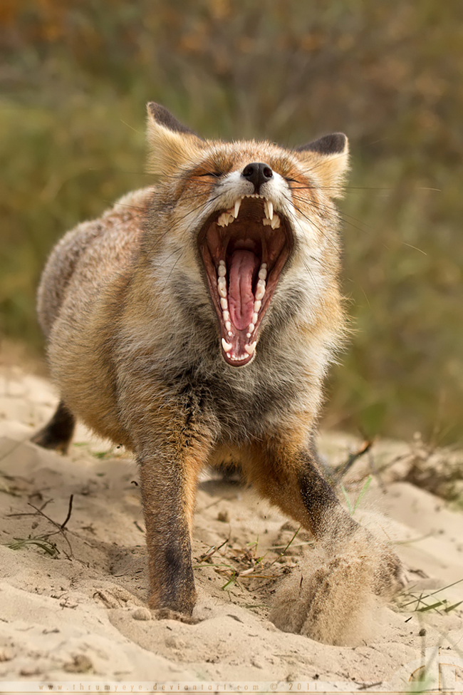 Fox Photography by Thrumyeye Fox11 Fox Photography by Thrumyeye