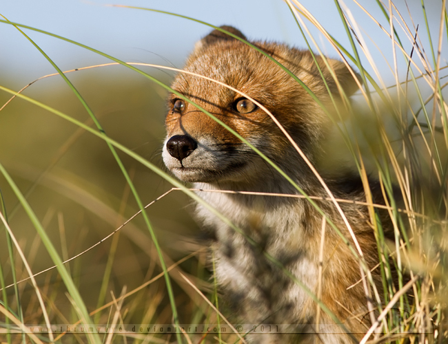 Fox Photography by Thrumyeye Fox15 Fox Photography by Thrumyeye