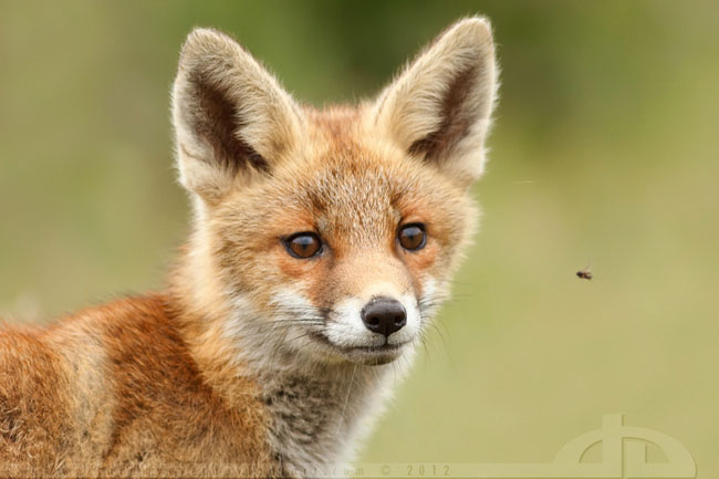 Fox Photography by Thrumyeye Fox31 Fox Photography by Thrumyeye