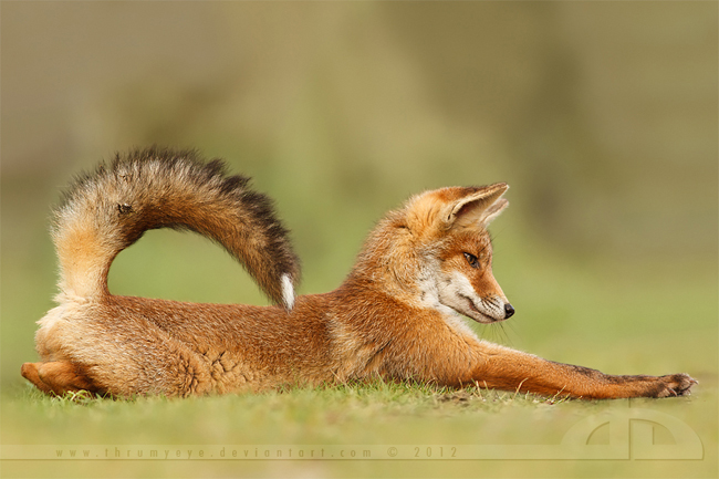 Fox Photography by Thrumyeye Fox4 Fox Photography by Thrumyeye
