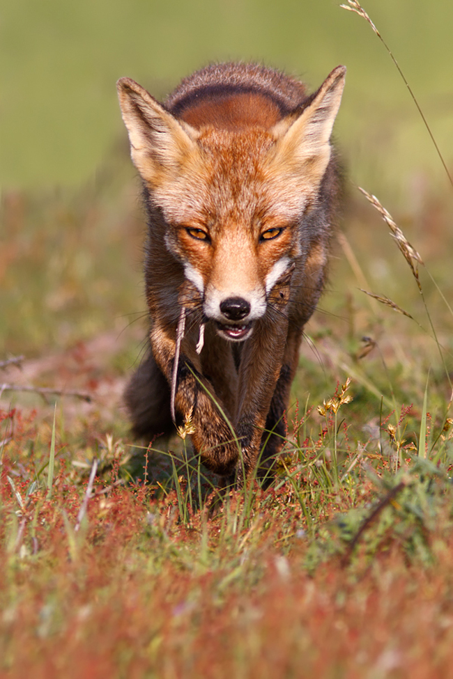 Fox Photography by Thrumyeye Fox7 Fox Photography by Thrumyeye