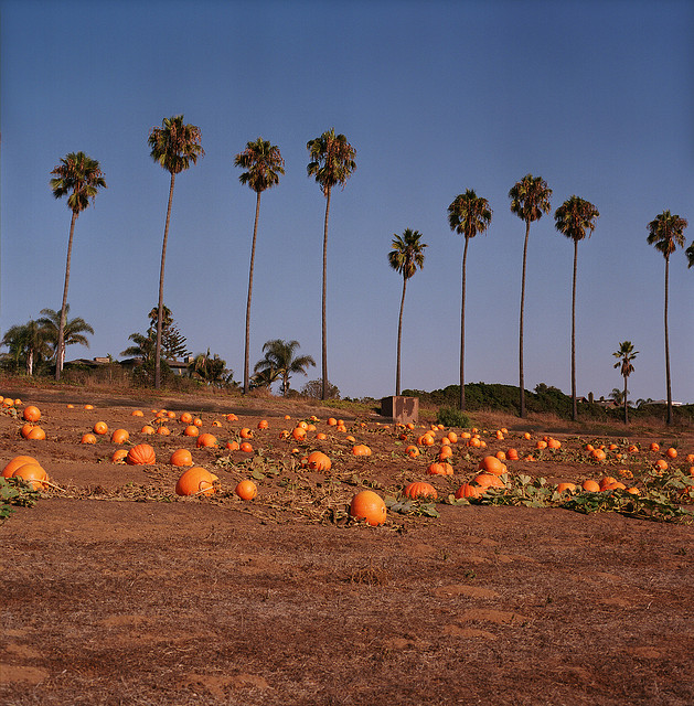 In the Pumpkin Garden In the Pumpkin Garden 2 In the Pumpkin Garden
