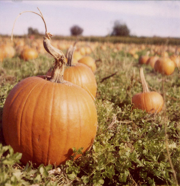 In the Pumpkin Garden In the Pumpkin Garden 8 In the Pumpkin Garden
