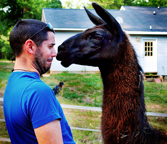 Llama5 10 Unique Photos Of Llamas, Captured By Stephanie Kay Kok