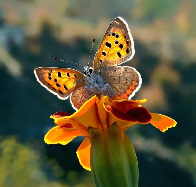 Macro Photography by Mehmet Karaca Mehmet Karaca Macro Photography by Mehmet Karaca