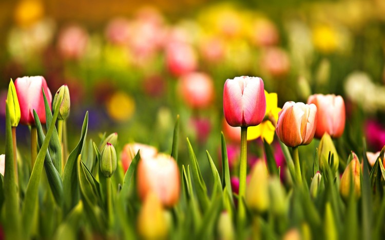 Multicolor Flowers 750x468 10 Gorgeous Widescreen Flower Wallpapers