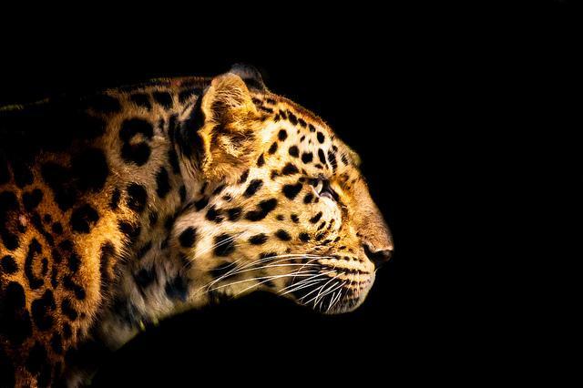 Animal Photography by Patrick Bouquet Patrick Bouquet Animal Photography by Patrick Bouquet