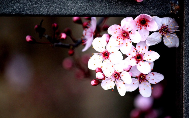 Pink Flower 750x468 10 Gorgeous Widescreen Flower Wallpapers