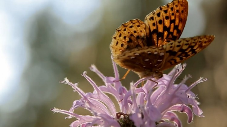 The Dreamer: Shot on Location in Glacier National Park Screen shot 2012 10 16 at 5.52.48 PM1 750x420 The Dreamer: Shot on Location in Glacier National Park