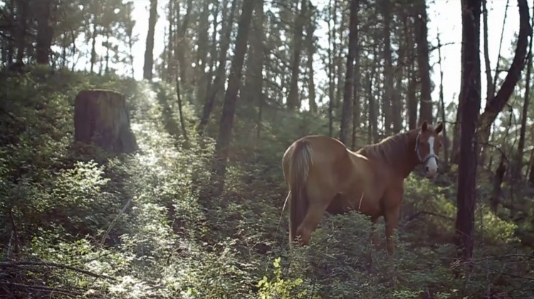 The Dreamer: Shot on Location in Glacier National Park Screen shot 2012 10 16 at 5.53.25 PM 750x420 The Dreamer: Shot on Location in Glacier National Park