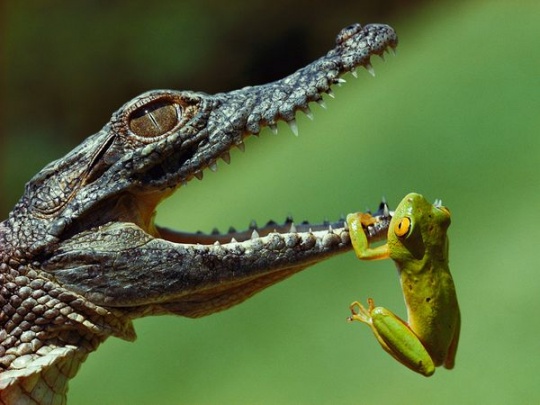 Best of National Geographic abc 13 Best of National Geographic