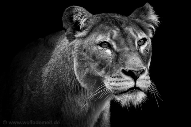 B&W Animals an 11 B&W Animals