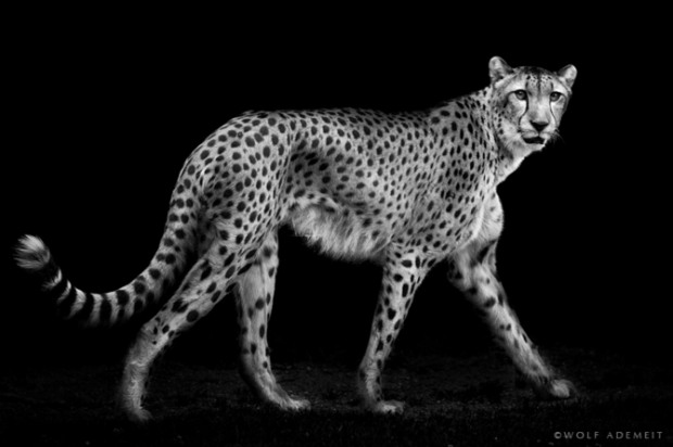 B&W Animals an 21 B&W Animals